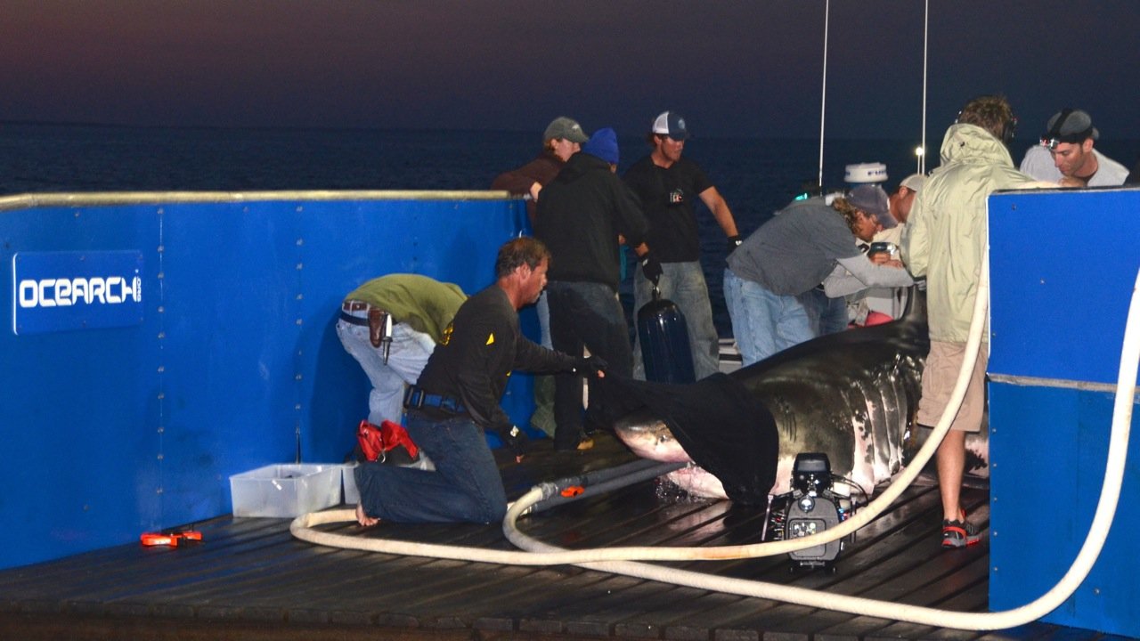 OCEARCH captures, tags and follows sharks: "To solve the puzzle of their lives: Where are they mating? Where are they birthing? Where do they migrate?" expedition leader for OCEARCH Chris Fischer said. (OCEARCH/Rob Snow)