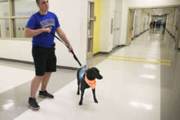 The black Labrador Retriever gives the 16-year-old his paw when his levels are too high or too low. (Courtesy Peter Cihelka/The Free Lance-Star) 