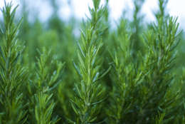 Once you properly pot your little rosemary Christmas tree, it will make a great gift for a holiday party host or hostess. (Thinkstock)