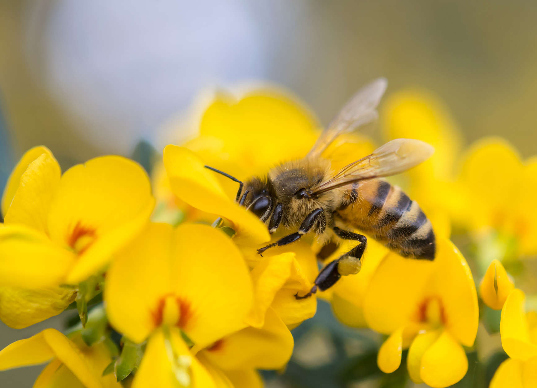 Honeybees, although not native, are incredibly valuable pollinators that are an important link in our food supply. (Getty Images/iStockphoto/RugliG)