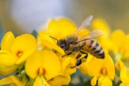 Honeybees, although not native, are incredibly valuable pollinators that are an important link in our food supply. (Getty Images/iStockphoto/RugliG)