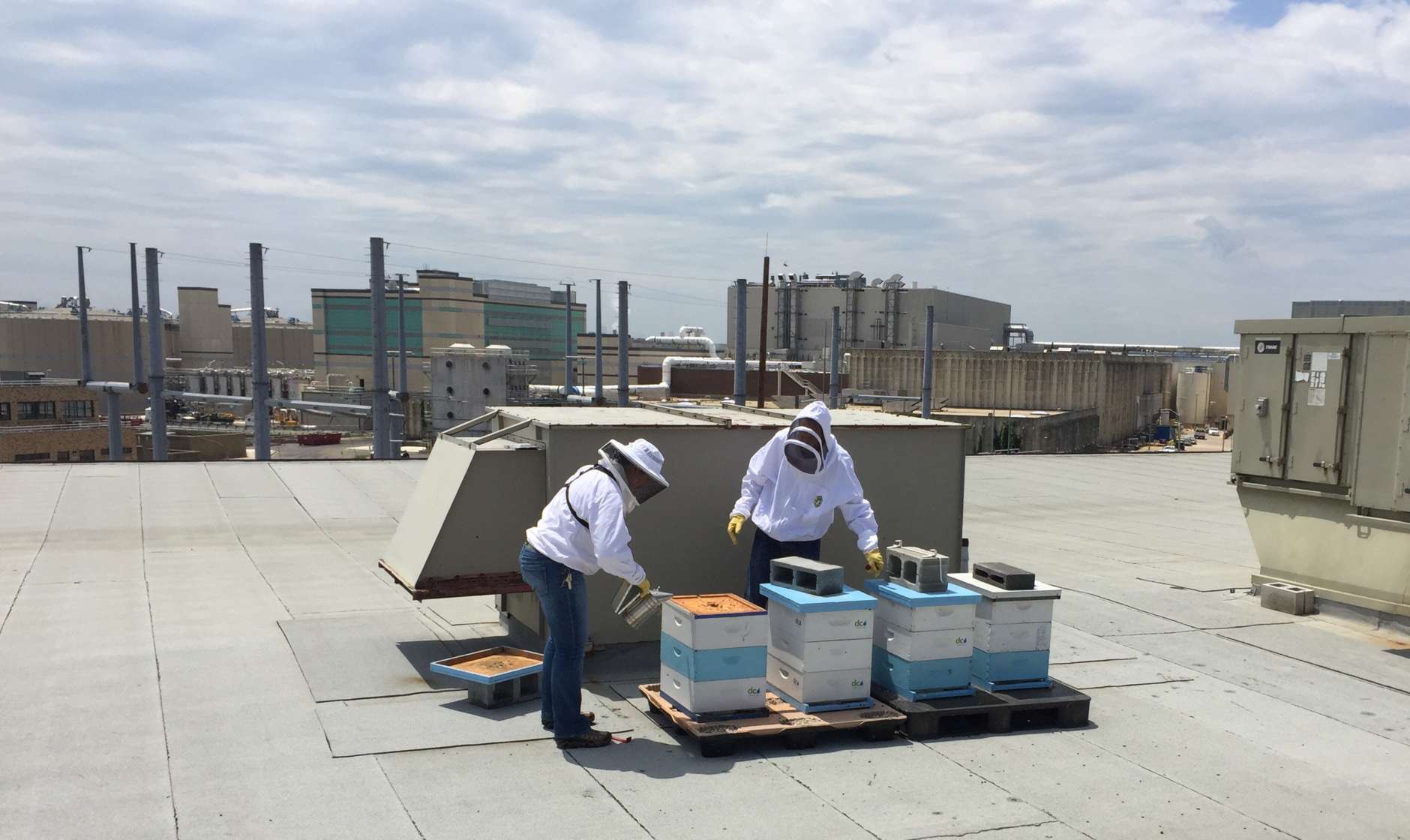 The honey bee colony at the DC Water Blue Plains wastewater treatment plant gets inspected on Wednesday by the D.C. Department of Energy and the Environment. (WTOP/Kristi King)