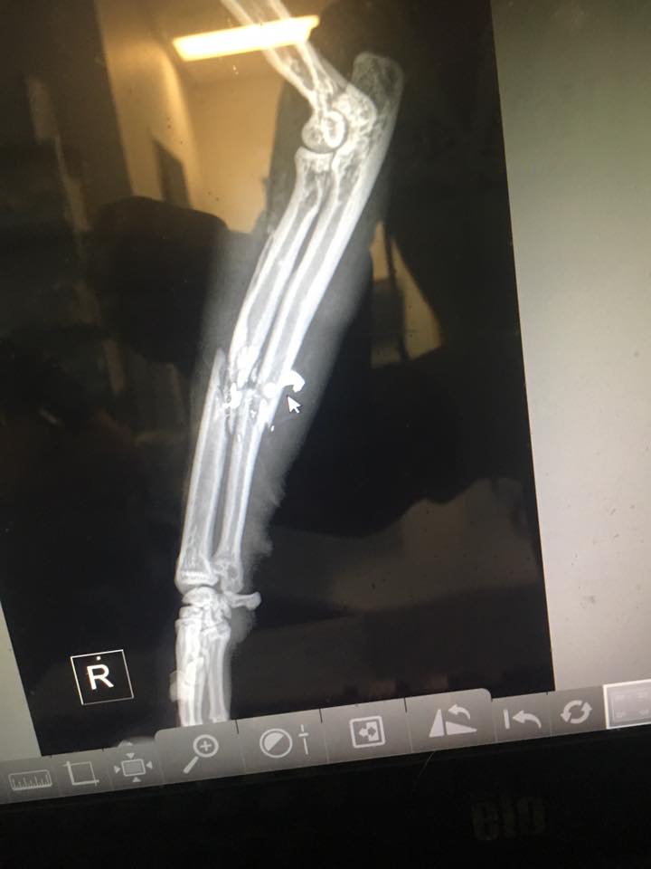 An X-ray shows the extent of Maximus the cat's injury after he was shot. His leg had to be amputate. Charles County police want anyone with information to contact them. (Courtesy Charles County Sheriff's Office)