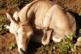 On May 15, SCBI welcomed a scimitar-horned oryx calf. (Courtesy SCBI)