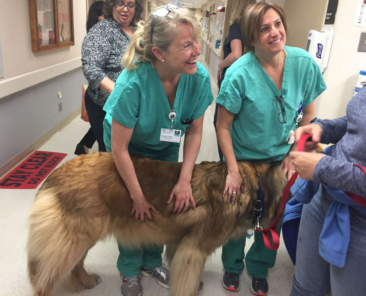 Two staffers at MedStar Washington Hospital Center meet Sully the Leonberger, a therapy dog. (WTOP/Michelle Basch)
