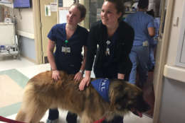 Sully the Leonberger, one of the therapy dogs, was an especially big hit. (WTOP/Michelle Basch)