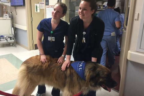 Busy nurses in DC hospital get some puppy love