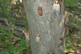The bloom of cicadas will feed lots in the environment. (Courtesy Mike Raupp)