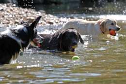 Dogs playing in the water at the Shirlington dog park. (Courtesy ARLnow)