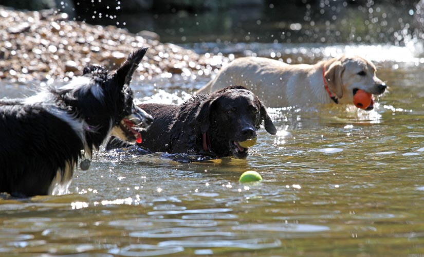 Dogs playing in the water at the Shirlington dog park. (Courtesy ARLnow)