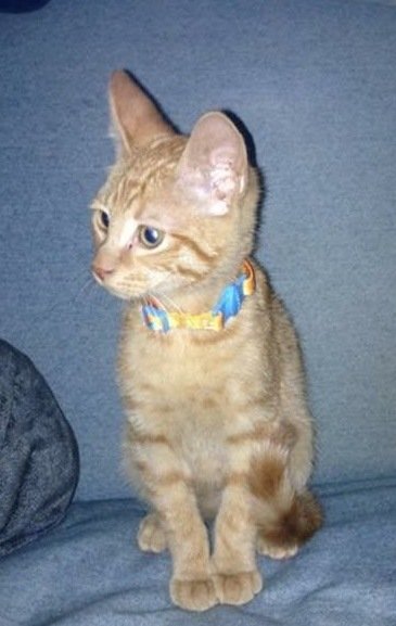 Maximus, a 3-year-old orange tabby that belongs with Maryland resident Christi Montgomery, was shot in the leg on May 2. Charles County police want anyone with information to contact them. (Courtesy Charles County Sheriff's Office)