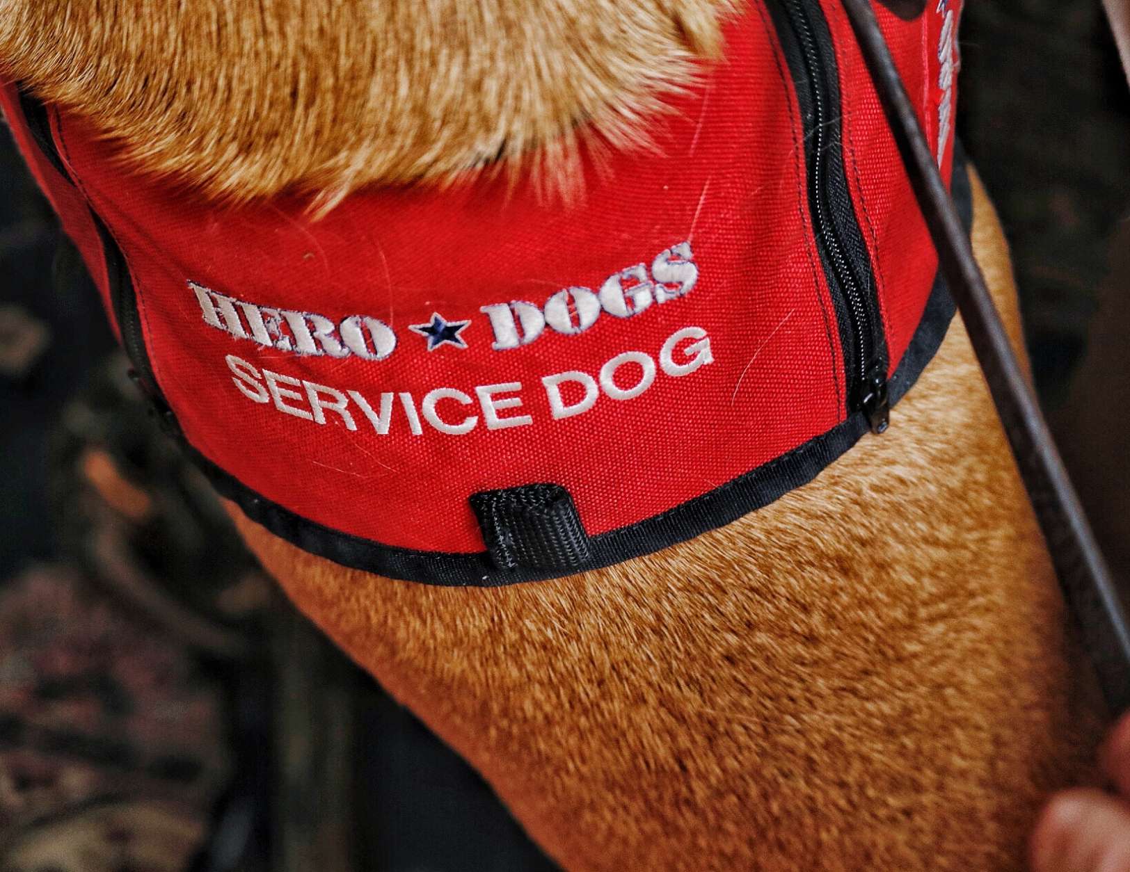 This is Munro's vest. When you see this, resist the urge to pet this handsome dog -- he's busy working alongside his partner, a veteran. Service dogs have been credited with improving the lives of the veterans they are paired with. (WTOP/Kate Ryan)