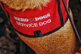 This is Munro's vest. When you see this, resist the urge to pet this handsome dog -- he's busy working alongside his partner, a veteran. Service dogs have been credited with improving the lives of the veterans they are paired with. (WTOP/Kate Ryan)