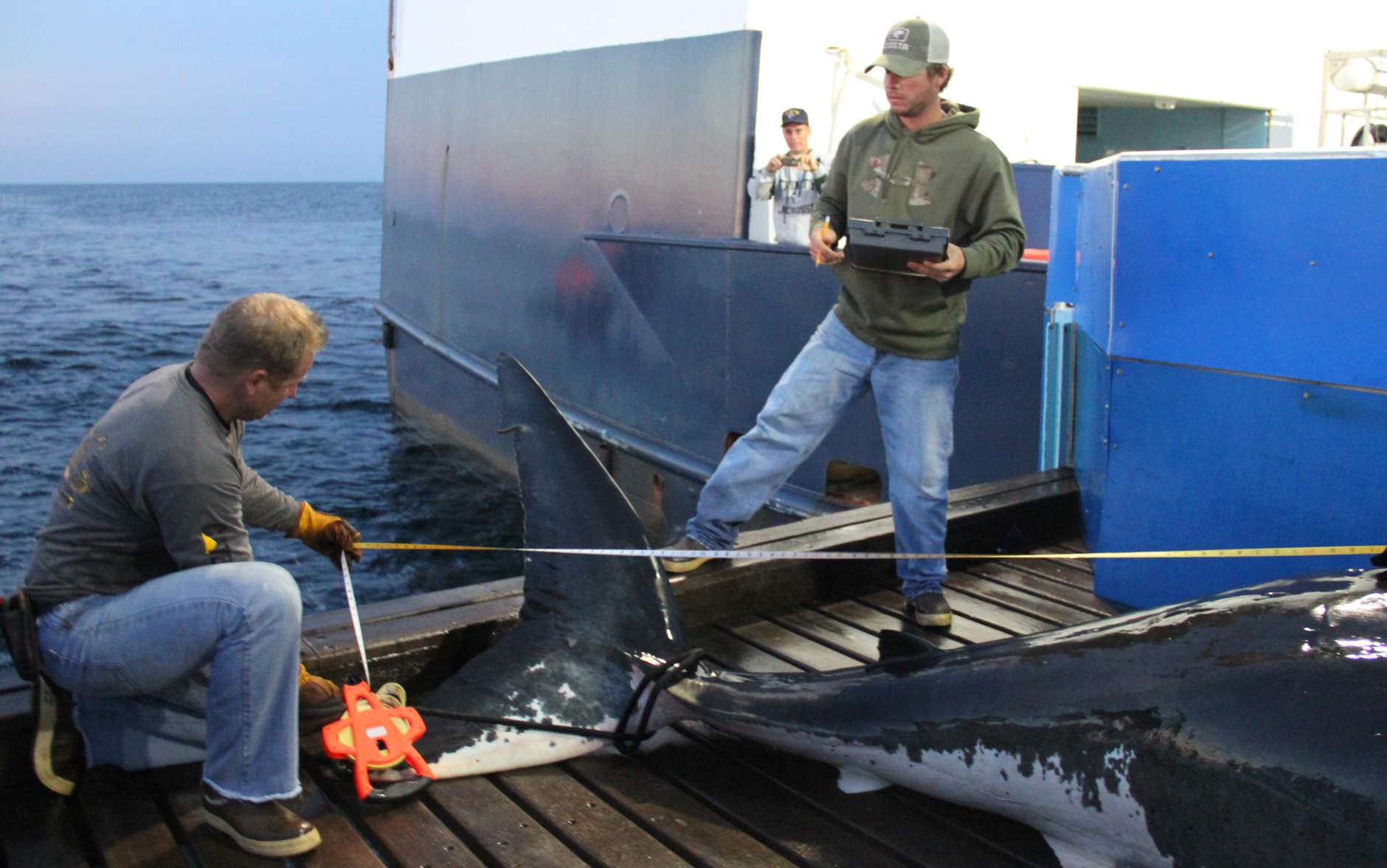 When she was tagged in Sept. 17, 2012, off Cape Cod, Mary Lee was 16 feet long and weighed 3,456 pounds. (Courtesy OCEARCH/Rob Snow)