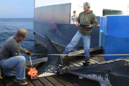 When she was tagged in Sept. 17, 2012, off Cape Cod, Mary Lee was 16 feet long and weighed 3,456 pounds. (Courtesy OCEARCH/Rob Snow)