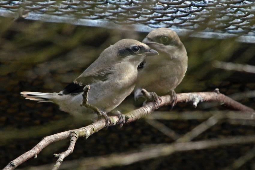 The zoological baby boom began April 4, when two logger-head shrike chicks hatched.(Courtesy SCBI)