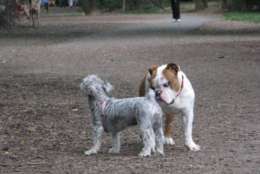 Puppies greeting each other at Shirlington Dog Park. (Courtesy ARLnow)