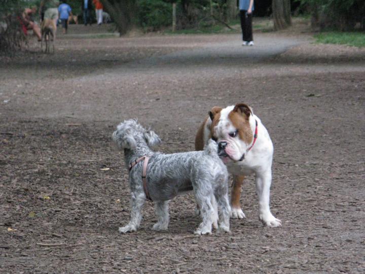 Puppies greeting each other at Shirlington Dog Park. (Courtesy ARLnow)