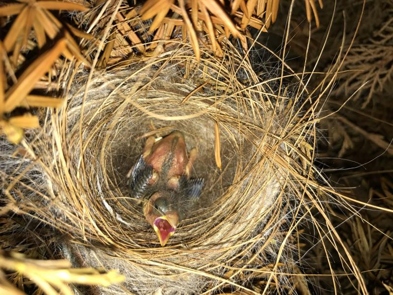 Around April 11, SCBI welcomed the arrival of a newborn red siskin, a songbird native to South America that is one of the world’s most endangered birds. (Courtesy SCBI)