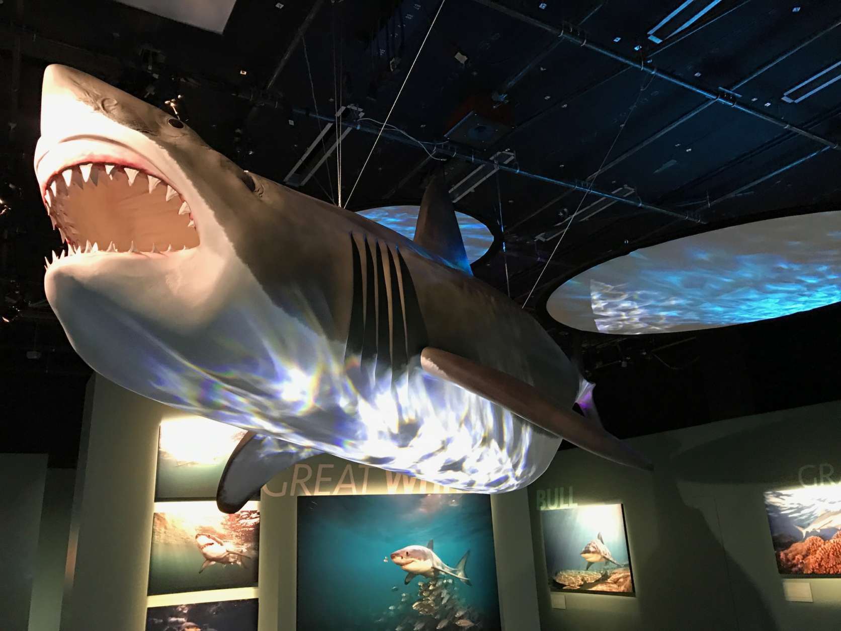In his exhibit, photographer Brian Skerry wants to change visitors' perceptions of sharks as thoughtless predators, to vulnerable animals essential to the eco-system. (WTOP/Megan Cloherty)