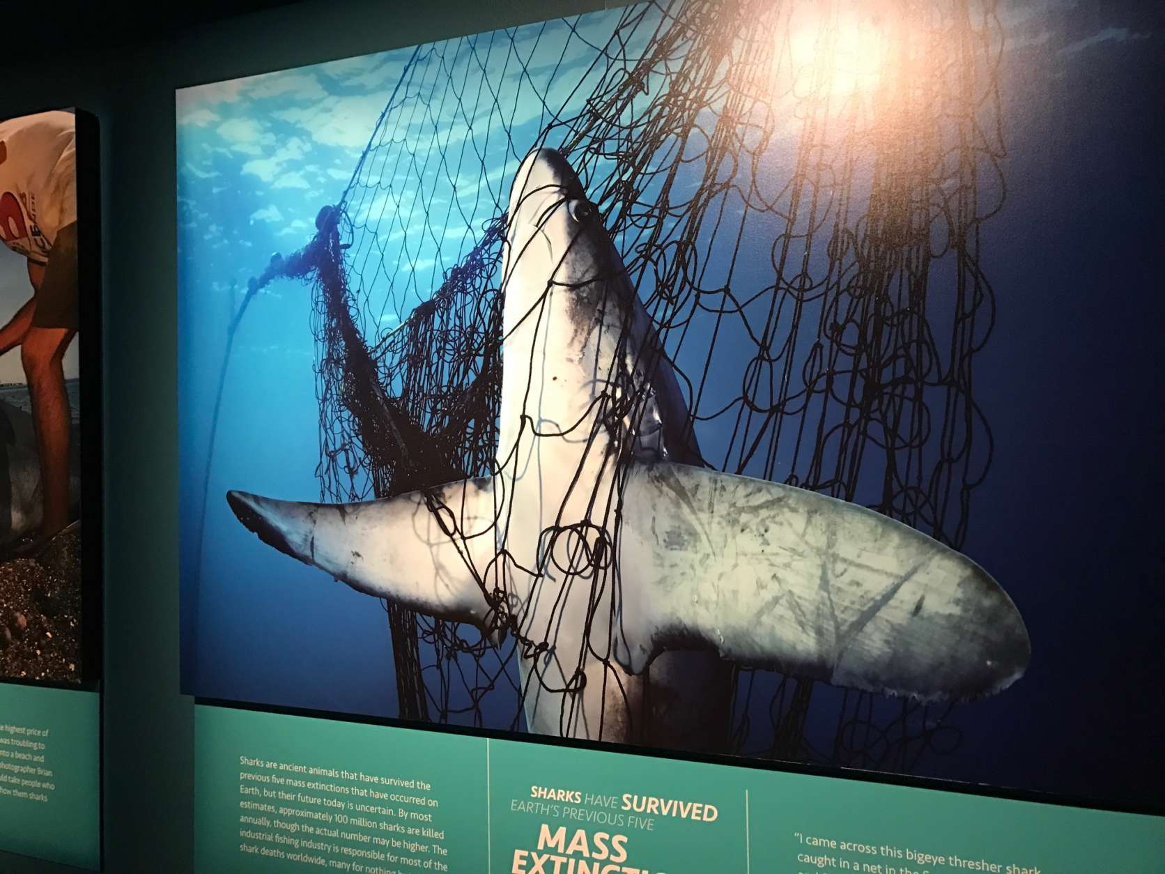 Skerry's photo of a dead shark caught in a net has garnered international acclaim for exposing the reality of the threat fishing poses to the species. (WTOP/Megan Cloherty)