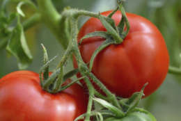 Warmer-than-normal temperatures mean you could plant tomatoes this weekend. (Thinkstock)