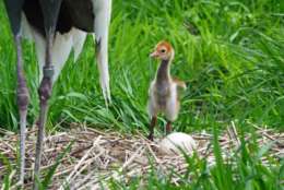 The 43rd white-naped crane chick to hatch at SCBI arrived on April 26. (Courtesy SCBI)