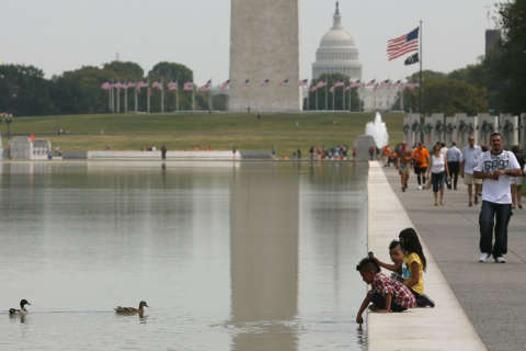 Parasite kills 80 ducklings at Lincoln Memorial Reflecting Pool