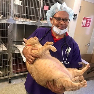 Symba "is probably the biggest cat" the Humane Rescue Alliance has ever worked with. (Courtesy Humane Rescue Alliance)