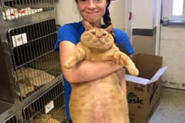 Symba "is probably the biggest cat" the Humane Rescue Alliance has ever worked with. (Courtesy Humane Rescue Alliance)