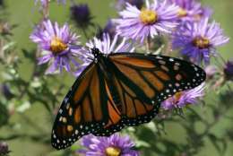 A Monarch butterfly enjoys the nectar of some blooming asters on a roadside in Streetsboro, Ohio., Thursday, Sept. 20, 2007.  (AP Photo/Amy Sancetta)