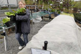 Laura Hughes moves the perennial plants at Leisure Lawn Service for sale for sale at the garden shop in Cranberry, Pa., Butler County, on Sunday, April 22, 2012. They heard the weather reports of heavy snow expected in the area and are trying to protect the inventory by moving them under roof. (AP Photo/Keith Srakocic)