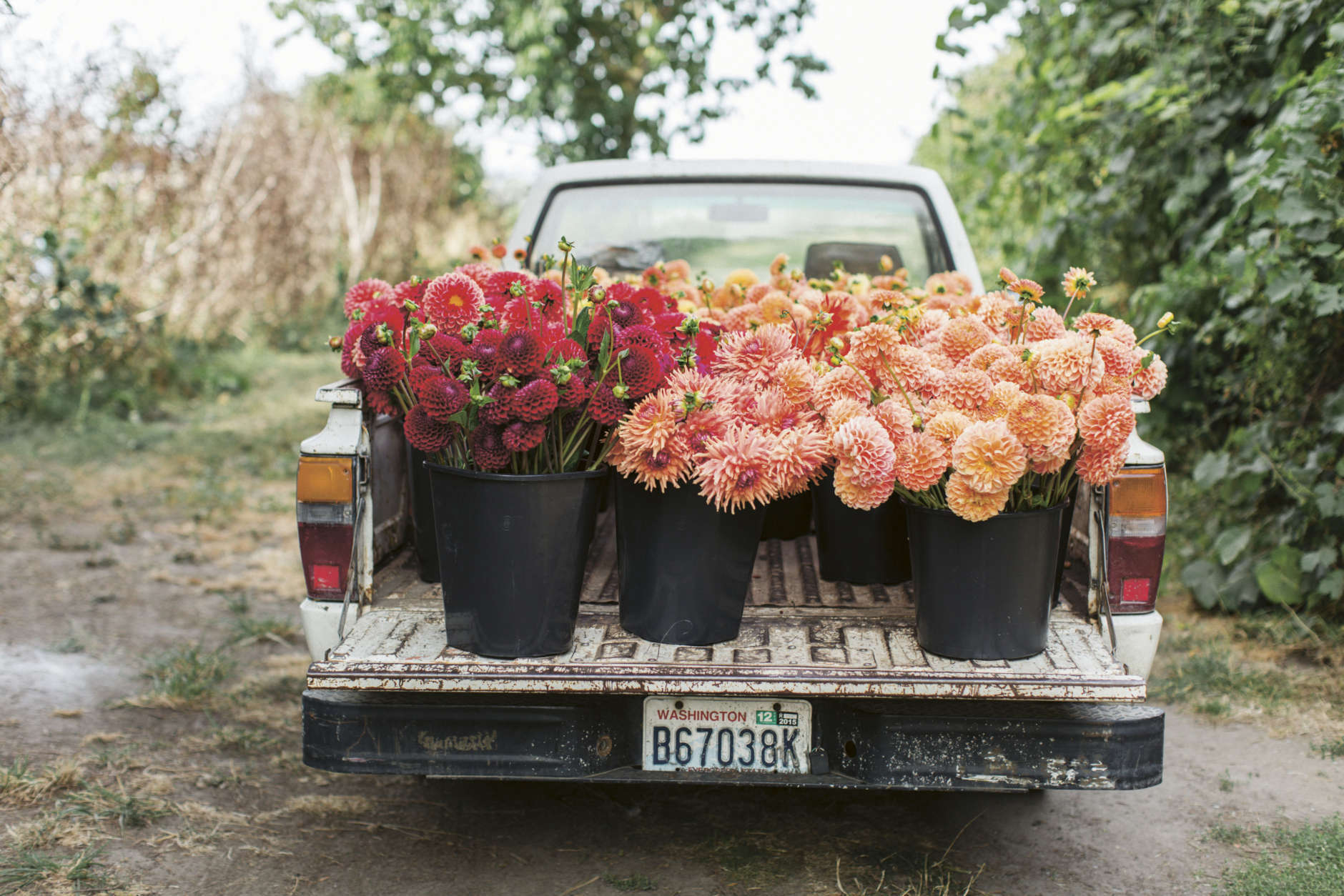 This 2015 photo provided by Chronicle Books shows the farm truck at Erin Benzakein's Floret Farms loaded with a harvest of dahlias from the Floret field in Mount Vernon, Wash. The photo is featured in Benzakein's book, "Floret Farm's Cut Flower Garden." (Michele M. Waite/Chronicle Books via AP)