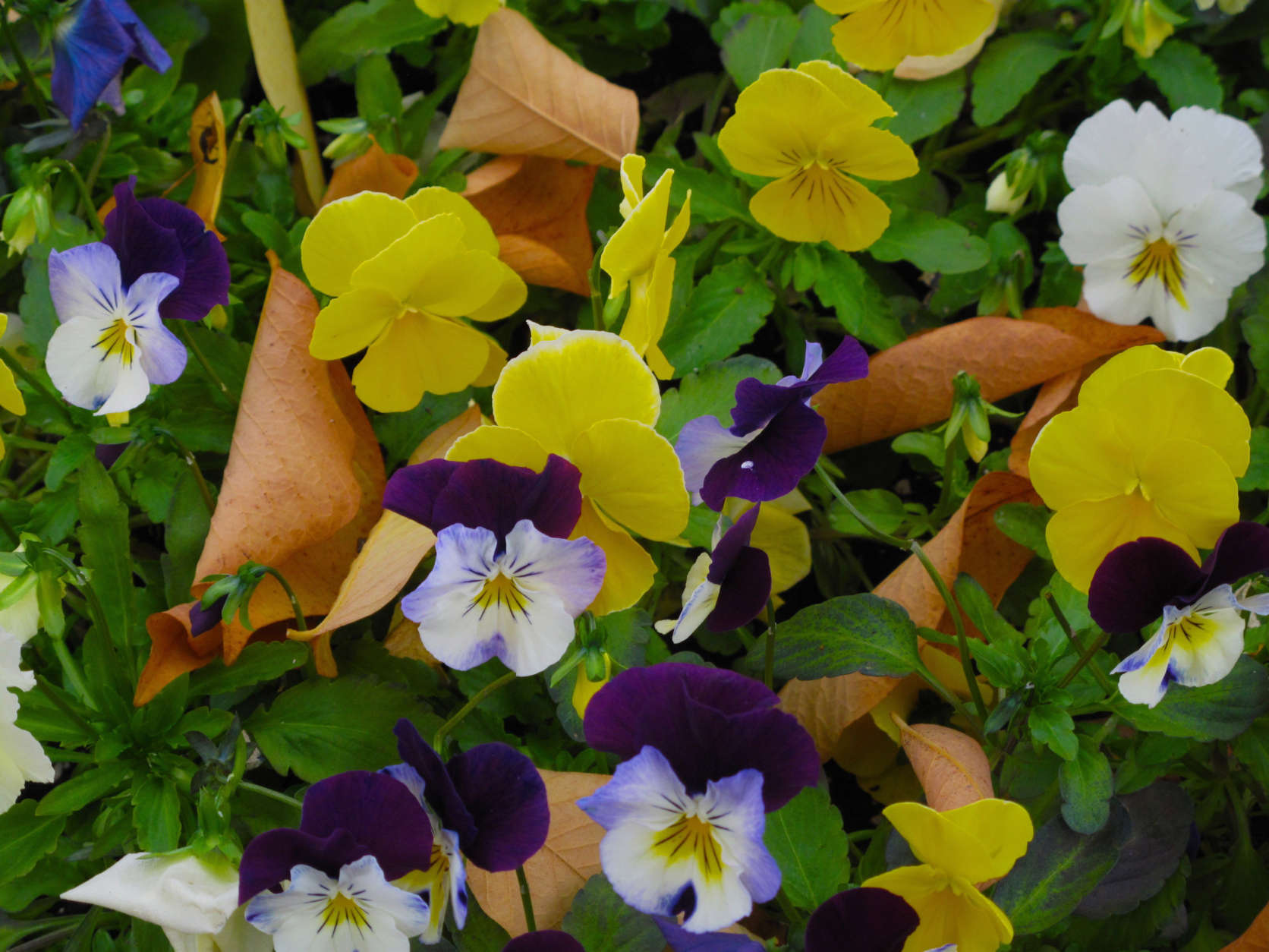 This Friday, Nov. 2, 2012, photo shows cool wave pansies that tolerate several light frosts and go dormant after a hard frost, in Langley, Wash. Their colors intensify in the cold and they bloom even in the snow, and recover in early spring. (AP Photo/Dean Fosdick)