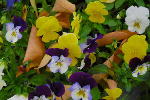 Pansies: Pretty in the garden and good for your skin