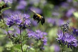 A carpenter bee buzzes around the garden at the Bayer North American Bee Care Center in Research Triangle Park, N.C., Tuesday, Sep. 15, 2015.  (AP Photo/Ted Richardson)