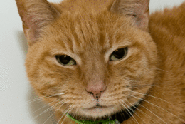 Amarillo is a 1-year-old petite orange tabby found wandering around an apartment building, perhaps looking—unsuccessfully—for a home. Fortunately, some kind people rescued her and brought her to the Humane Rescue Alliance, where she’s waiting patiently for the home she’s never had. Despite her time on the streets, Amarillo is friendly and easy to handle. Stop by the New York Avenue Adoption Center today and meet her. (Courtesy Humane Rescue Alliance) 