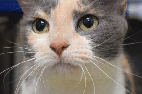 These cute cats are waiting for you to adopt them