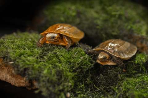 National Zoo welcomes pair of critically endangered baby turtles