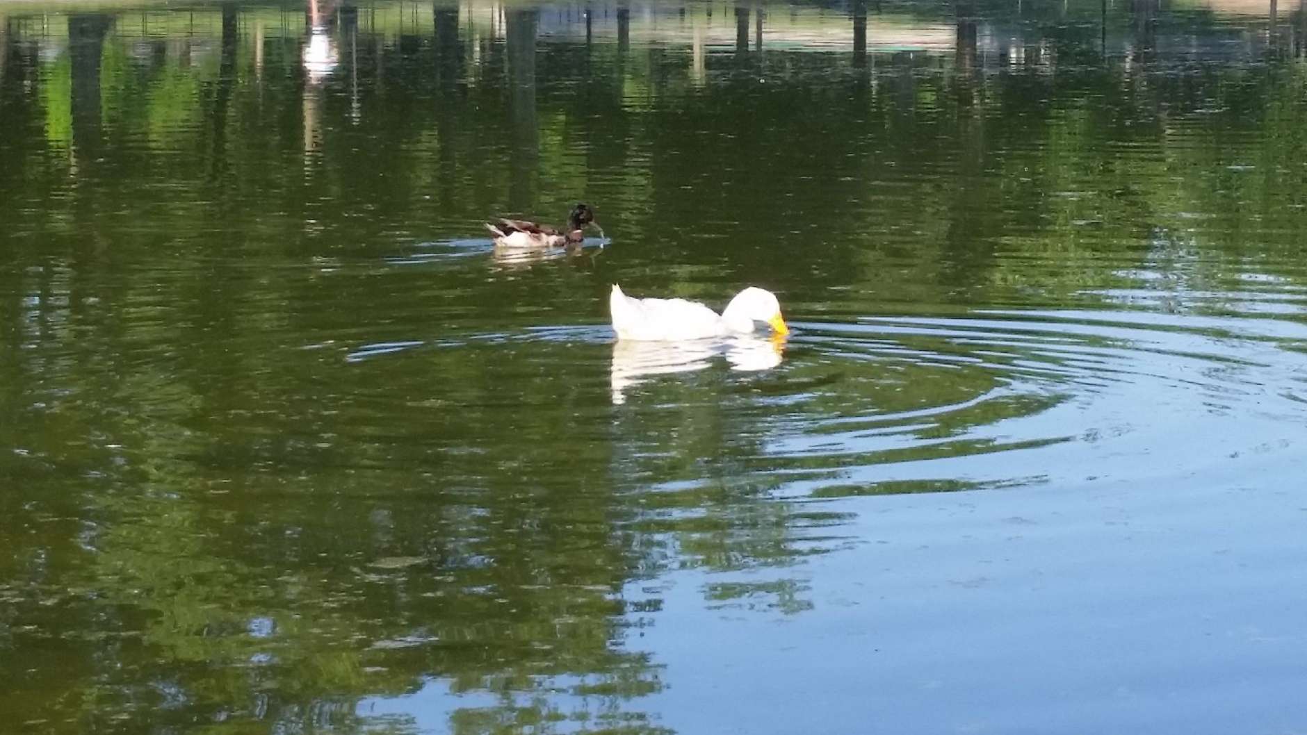 Officials say the pool’s cleaning comes after a water-borne parasite affected the local duck population. (WTOP/Kathy Stewart)