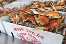 At D.C.'s Jessie Taylor Seafood, crab prices Thursday ranged from $95 to $285 a bushel. (WTOP/Michelle Basch)