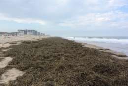 Mounds of sea grass on a beach