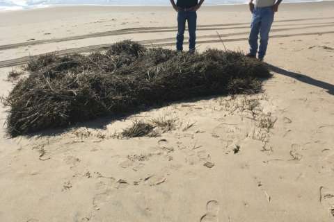 Sea grass poses potential hazard in Ocean City