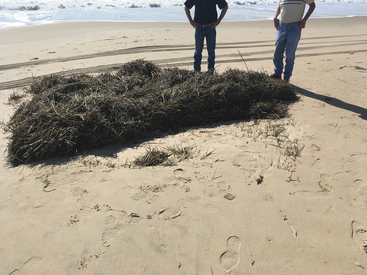 Officials in Ocean City, Md. warn that the sea grass can contain debris and other sea life hidden in it and are advising people not to walk in it. (Courtesy Maryland Department of Natural Resources via Twitter)
