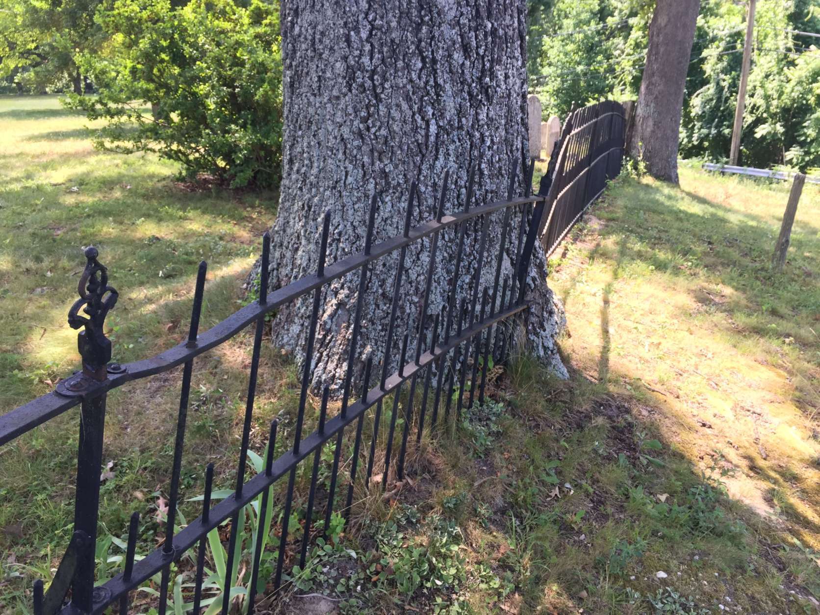 A fully mature tree growing into the fence outside St. Thomas' Episcopal Church reflects the parish's march through centuries. (WTOP/Kristi King)