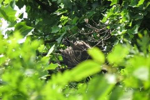 Oh Glory! DC eaglet takes flight for the first time