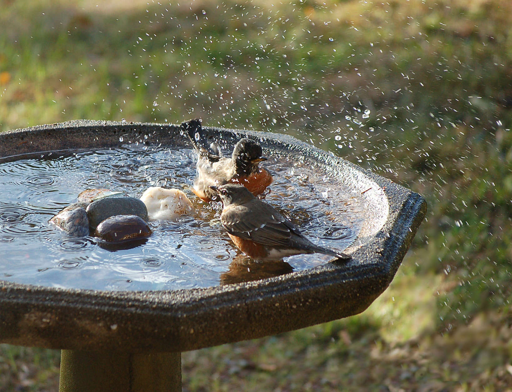 Cape Cod birds taking a bath splashing in a garden birdbath in autumn.
