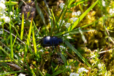 How to protect plants for beetle season
