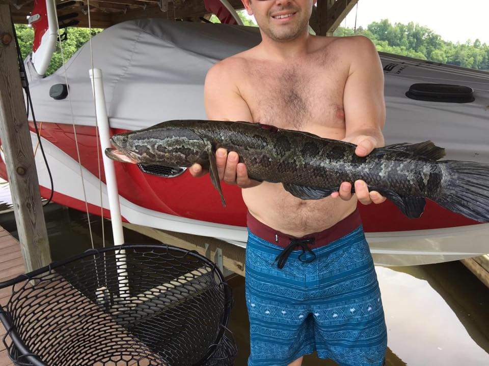 Colby Horne, 29, said he caught the northern snakehead fish in Virginia's Lake Anna over the weekend, snapped a picture with it and then released it. (Courtesy, Virginia Department of Game and Inland Fisheries)