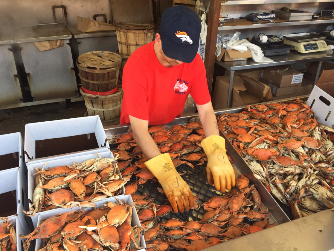 Both steamed and live crabs are available at Jessie Taylor Seafood in D.C. (WTOP/Michelle Basch)